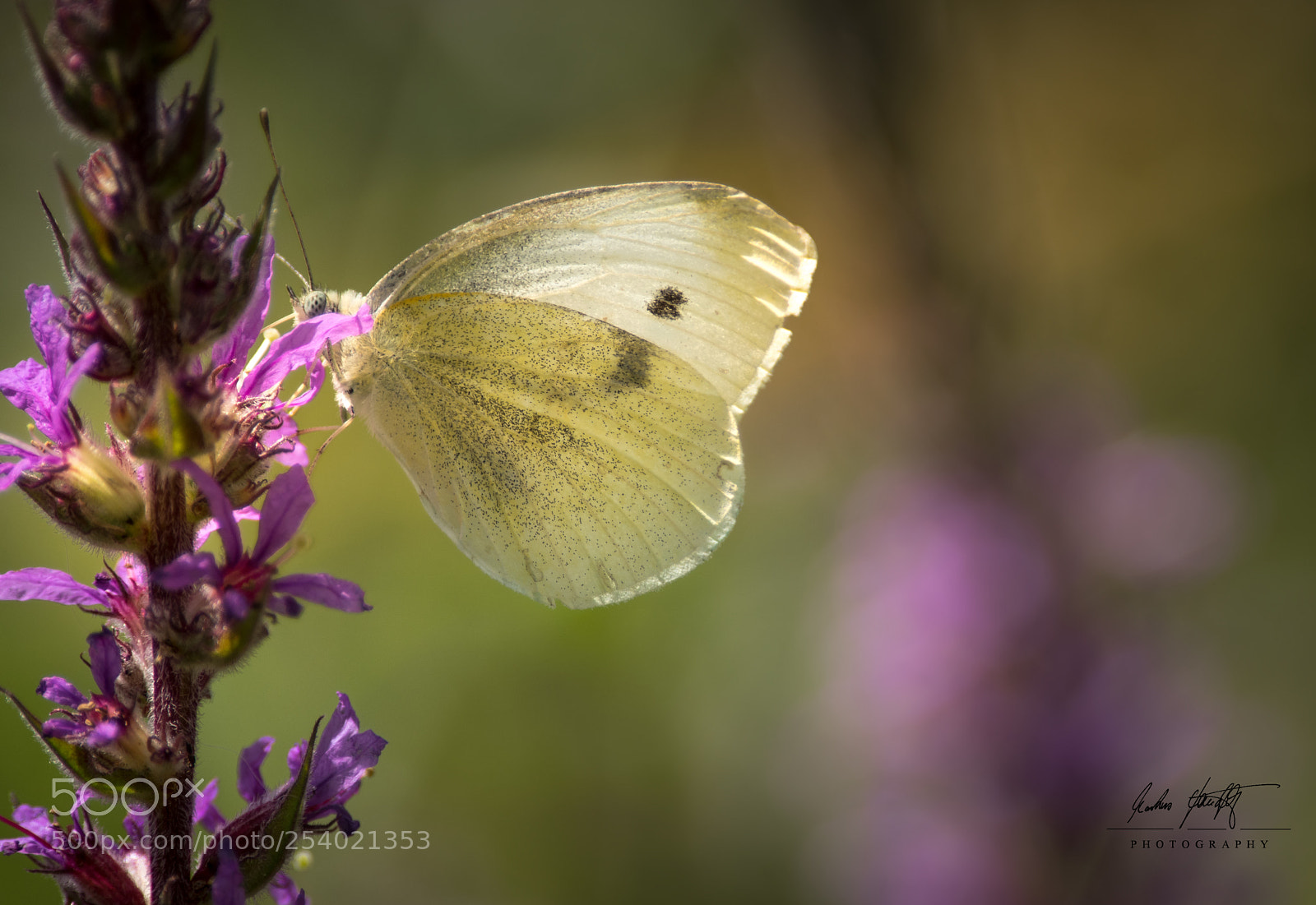 Pentax K-3 II sample photo. Cabbage butterfly /  pieris brassicae photography