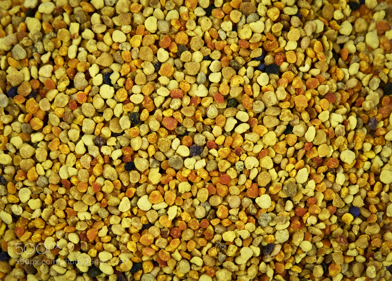 Nikon D5500 sample photo. Detail on bee pollen photography