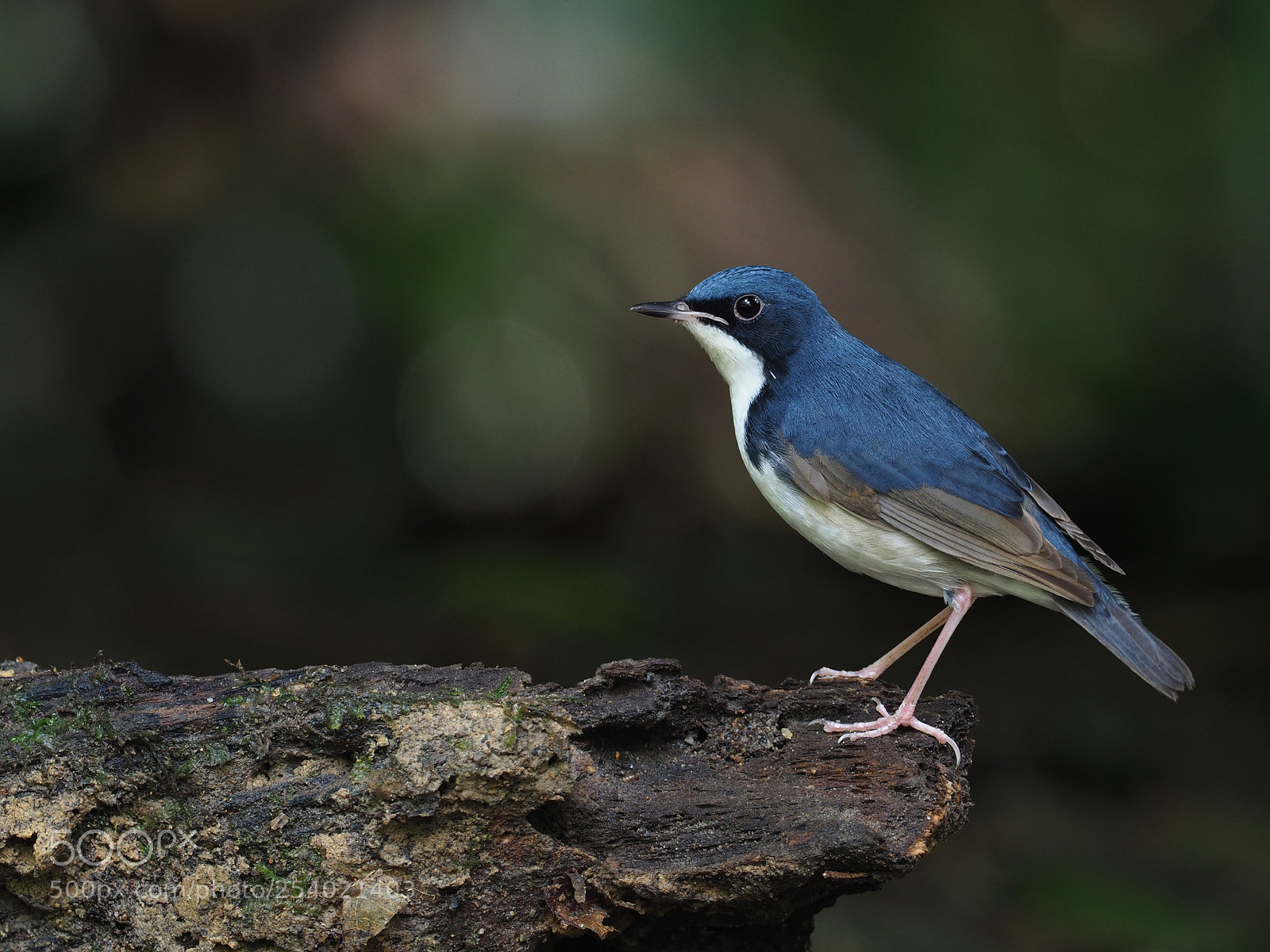 Olympus OM-D E-M1 Mark II sample photo. Siberian blue robin photography