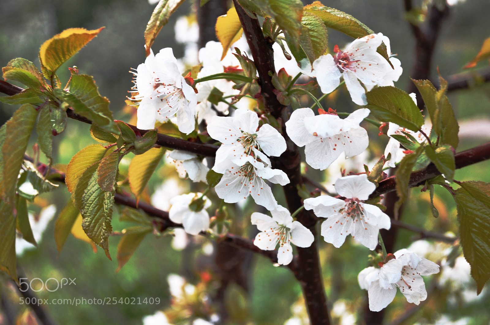 Nikon D90 sample photo. Macro photography