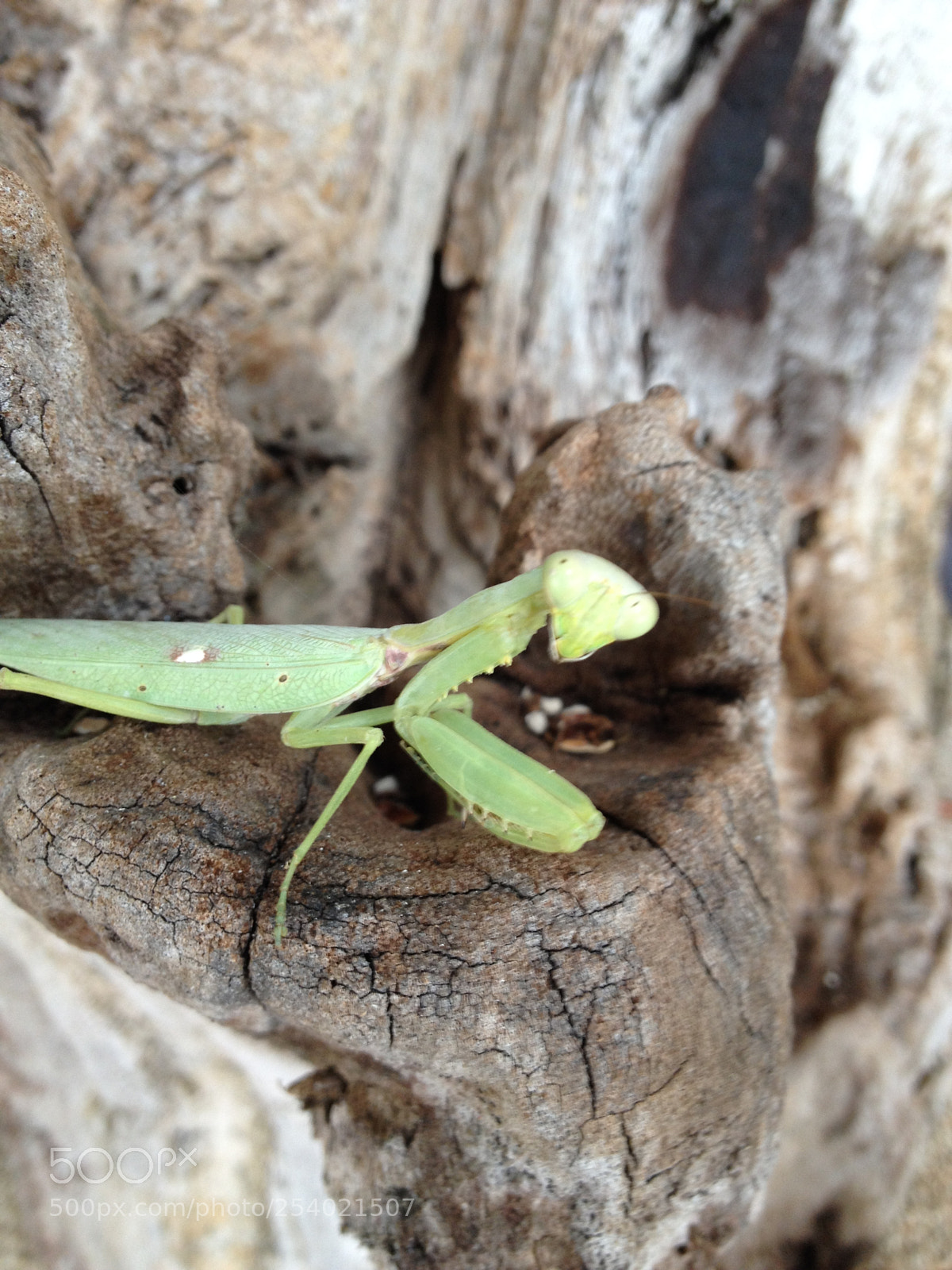 Apple iPhone 4S sample photo. Gotcha photography