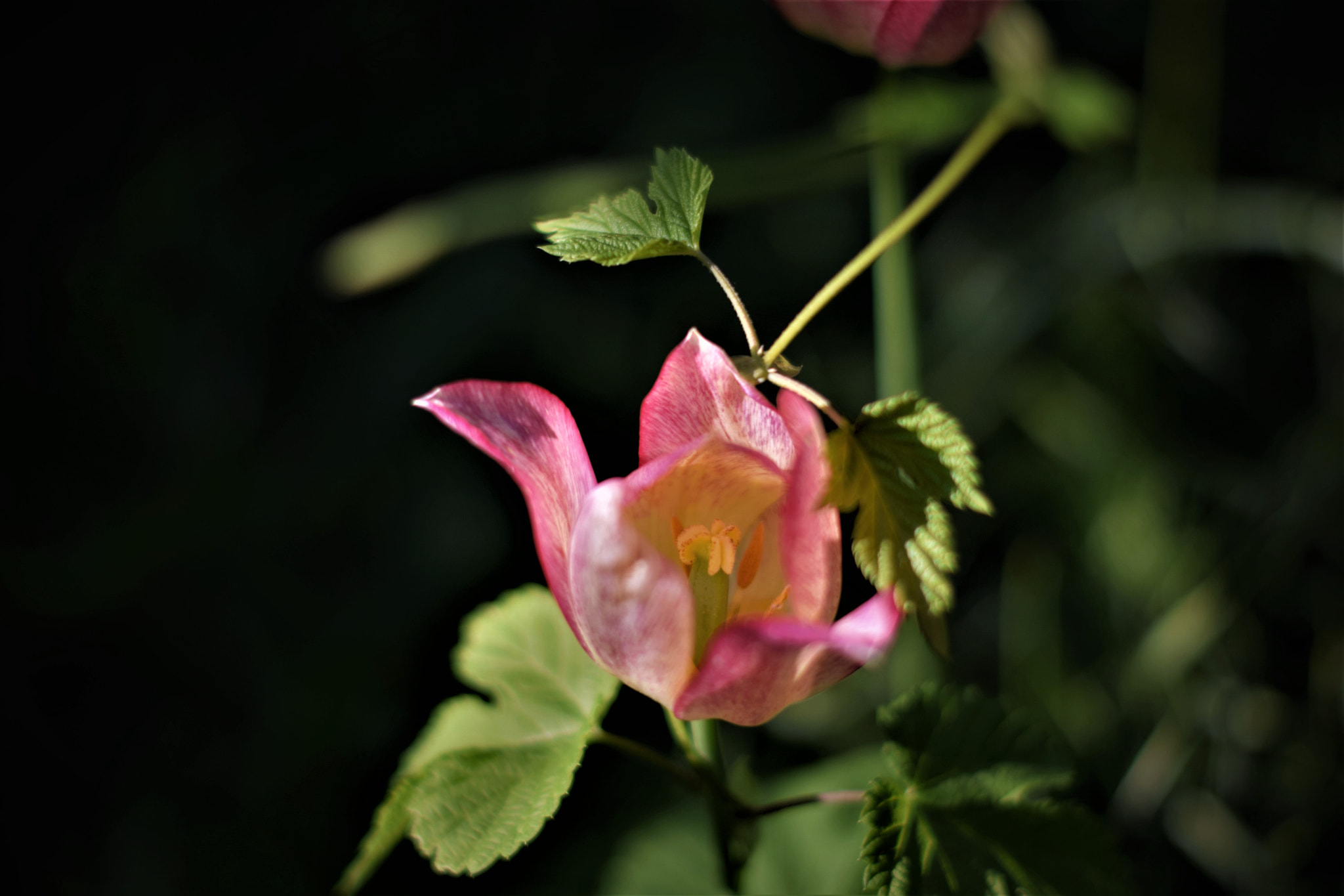 Nikon D3300 + Nikon AF-S Nikkor 50mm F1.4G sample photo. Spring friendship photography