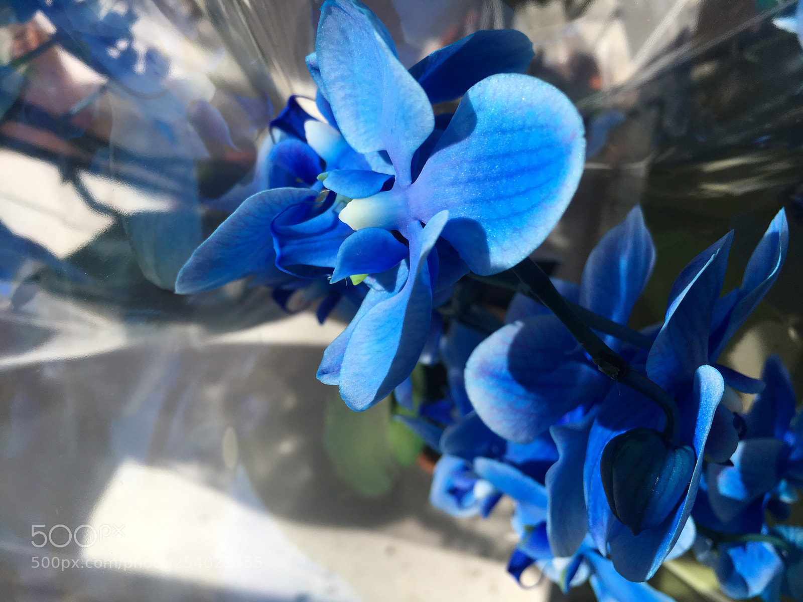 Apple iPhone 6s sample photo. Blue orchid  photography