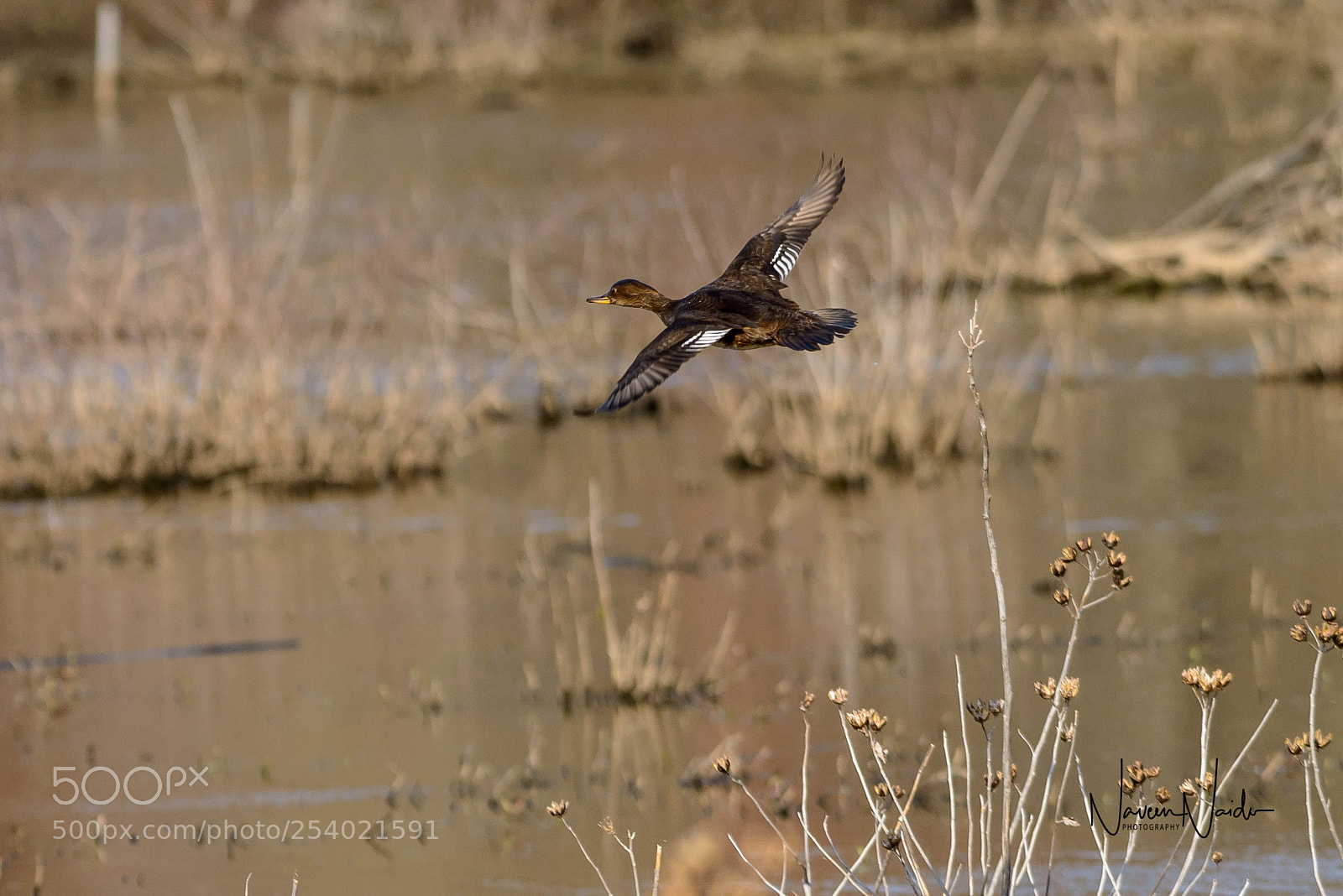 Nikon D800 sample photo. Merganser in flight photography