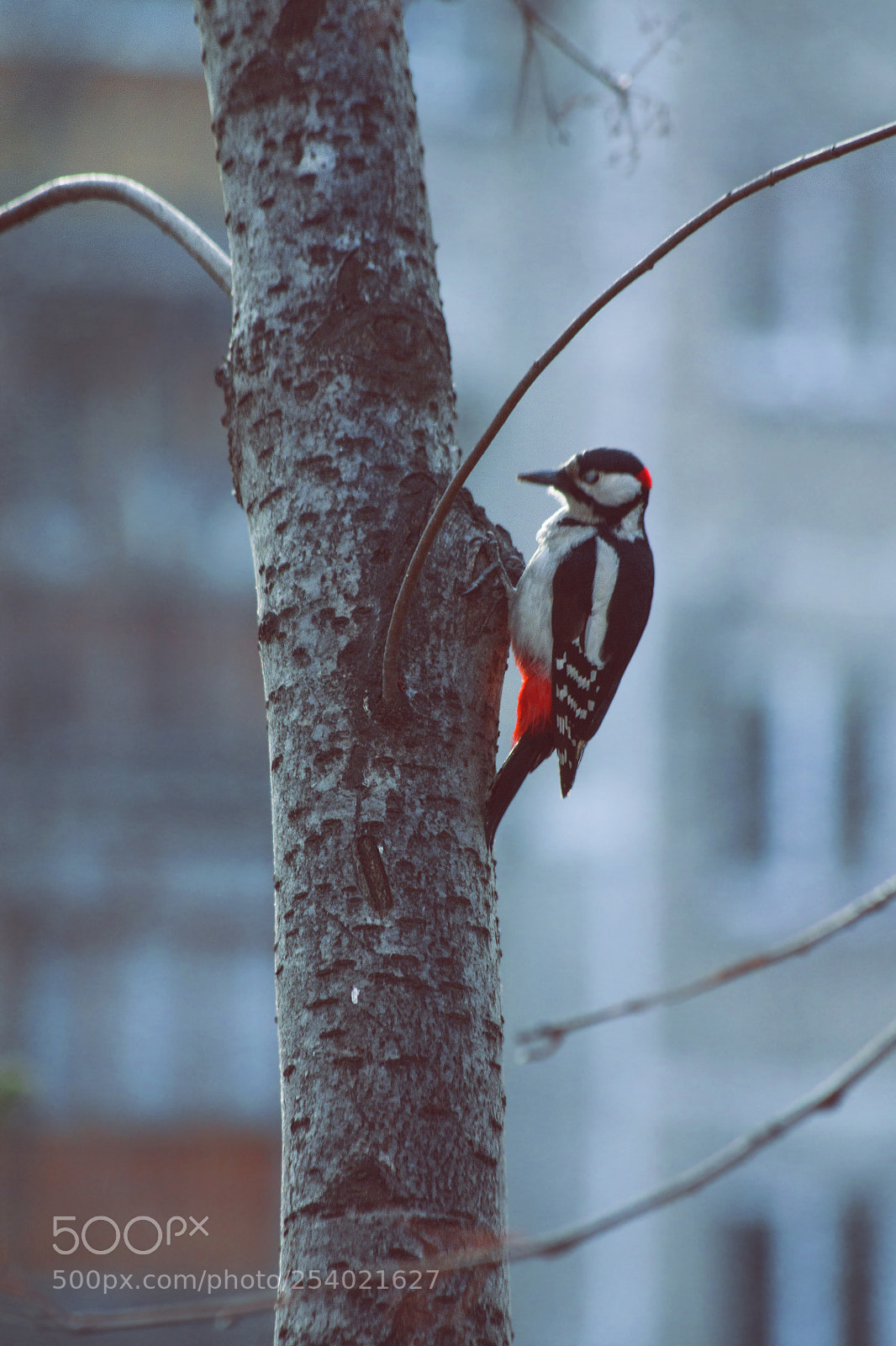 Canon EOS 1100D (EOS Rebel T3 / EOS Kiss X50) sample photo. Woodpecker photography