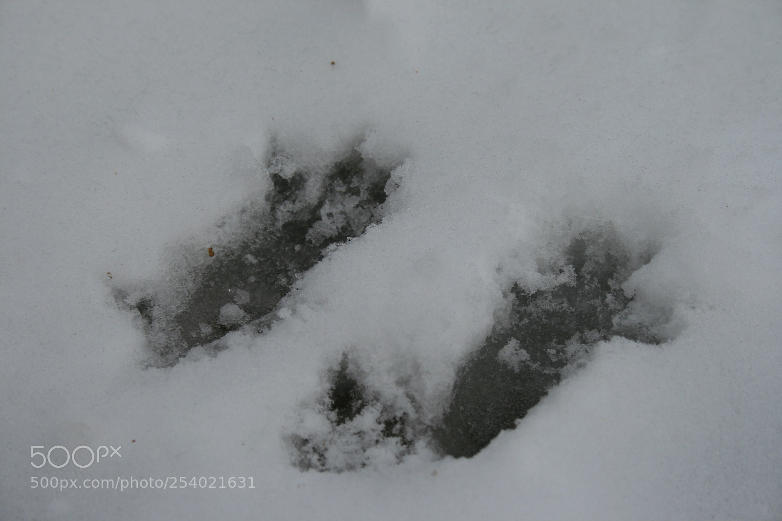 Canon EOS 400D (EOS Digital Rebel XTi / EOS Kiss Digital X) sample photo. Squirrel tracks 2 photography