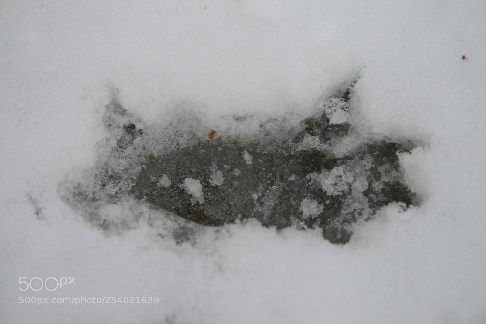 Canon EOS 400D (EOS Digital Rebel XTi / EOS Kiss Digital X) sample photo. Squirrel tracks 4 photography