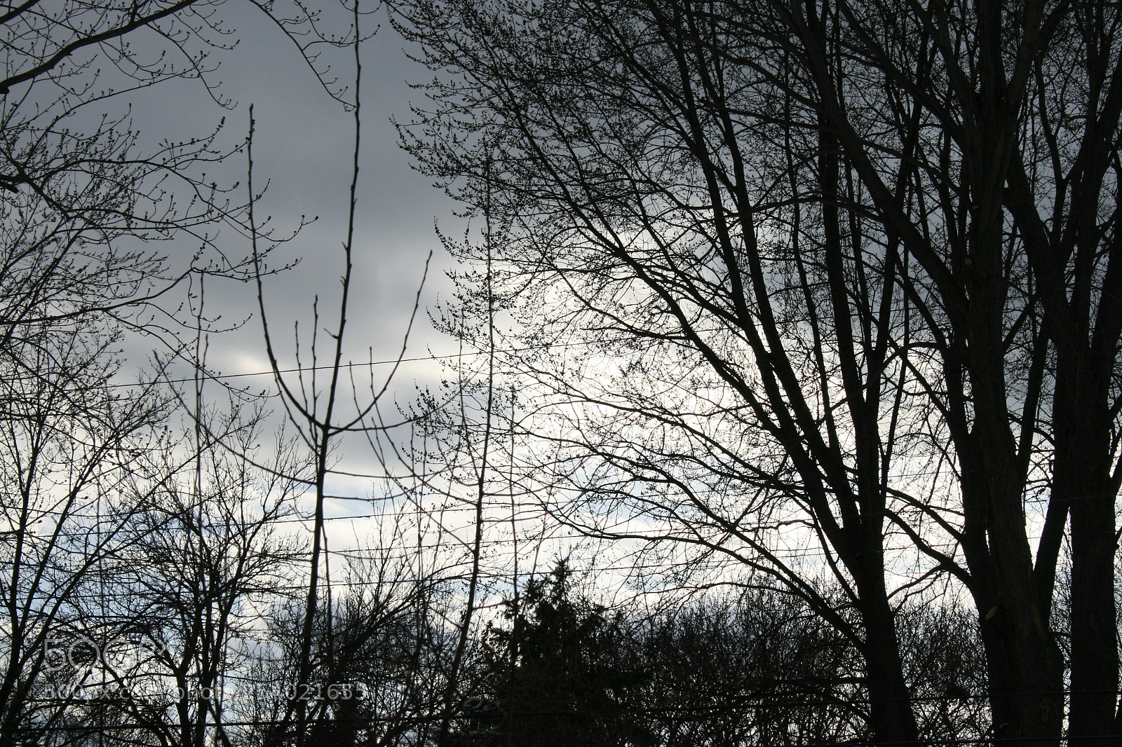 Canon EOS 400D (EOS Digital Rebel XTi / EOS Kiss Digital X) sample photo. Tree shapes photography