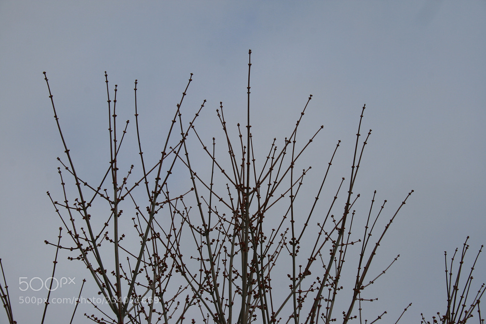 Canon EOS 400D (EOS Digital Rebel XTi / EOS Kiss Digital X) sample photo. Reaching for the sky photography