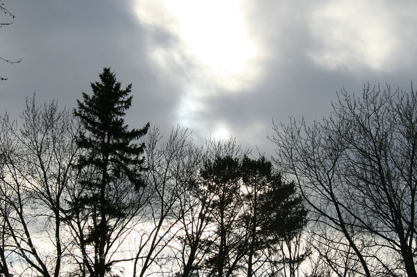Canon EOS 400D (EOS Digital Rebel XTi / EOS Kiss Digital X) sample photo. Reaching for the sky photography