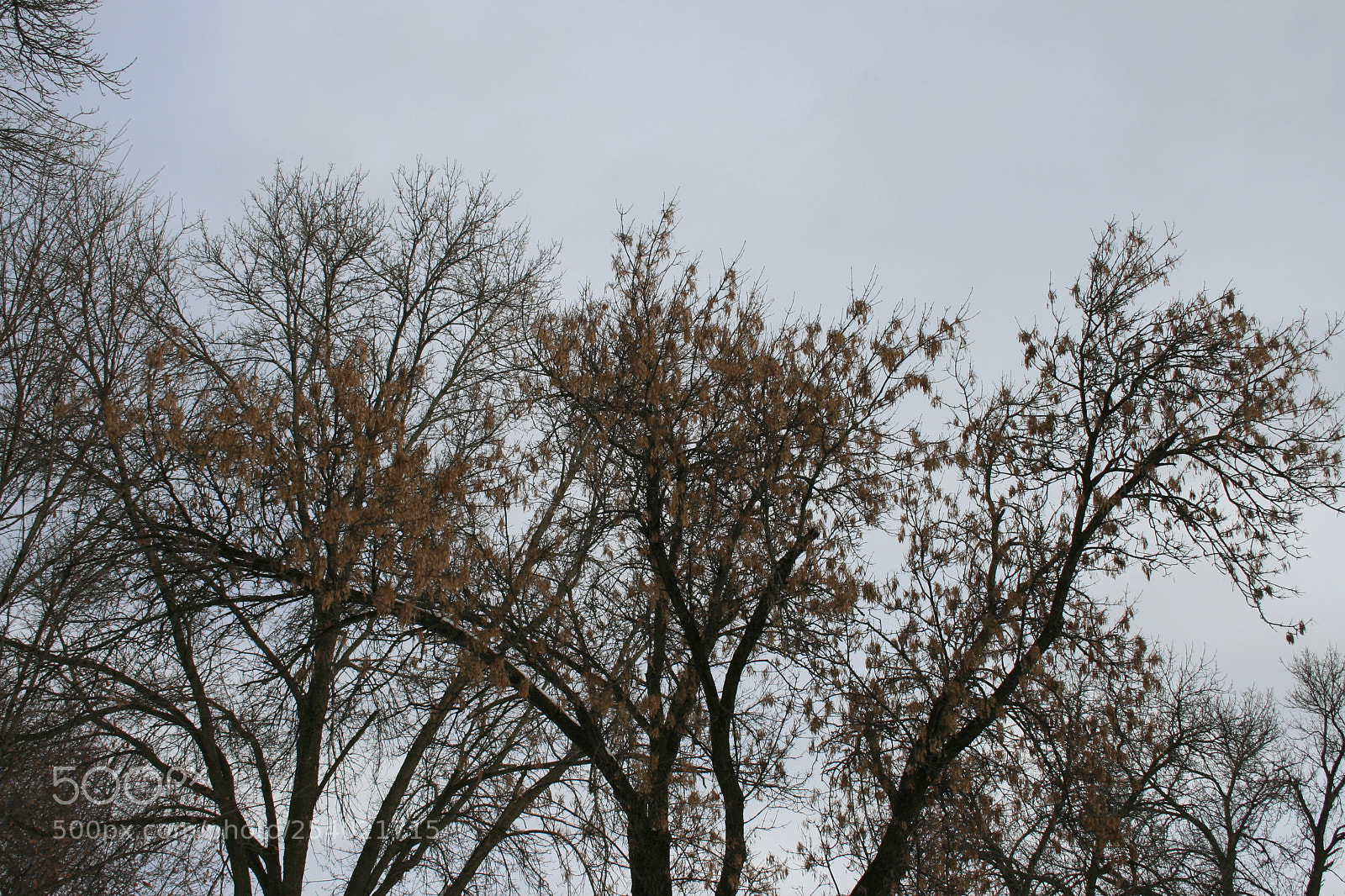 Canon EOS 400D (EOS Digital Rebel XTi / EOS Kiss Digital X) sample photo. Ducks in a row photography