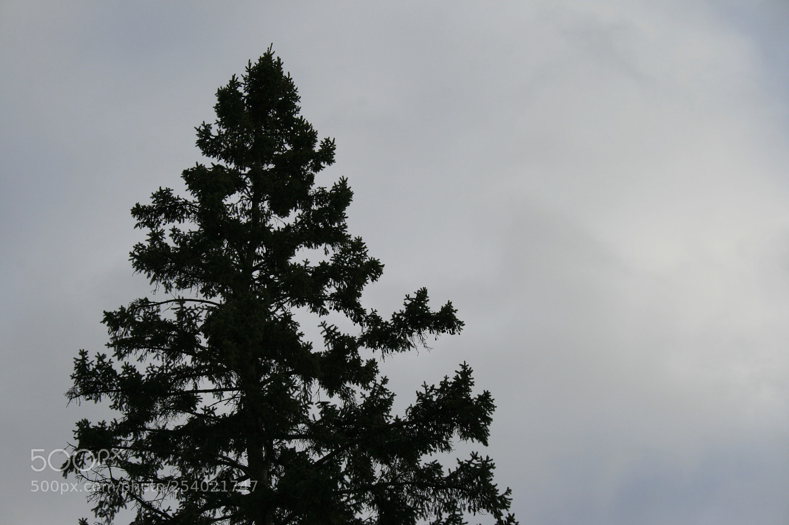 Canon EOS 400D (EOS Digital Rebel XTi / EOS Kiss Digital X) sample photo. The lone pine photography
