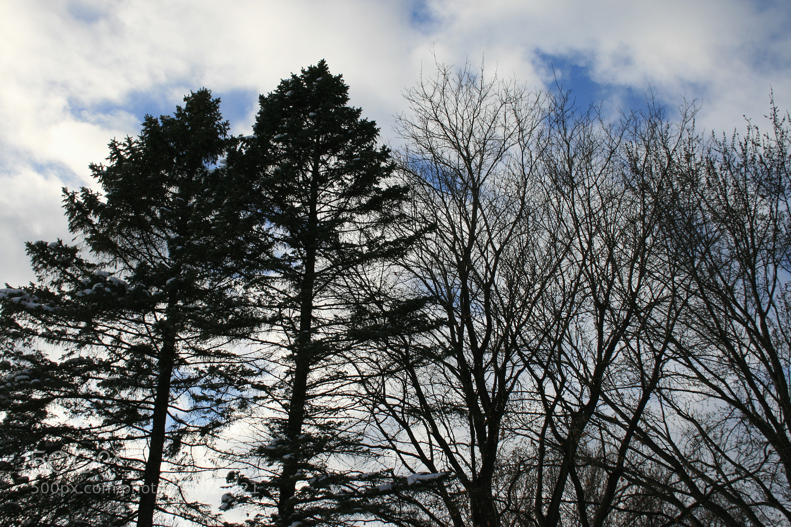 Canon EOS 400D (EOS Digital Rebel XTi / EOS Kiss Digital X) sample photo. Drooping upward photography