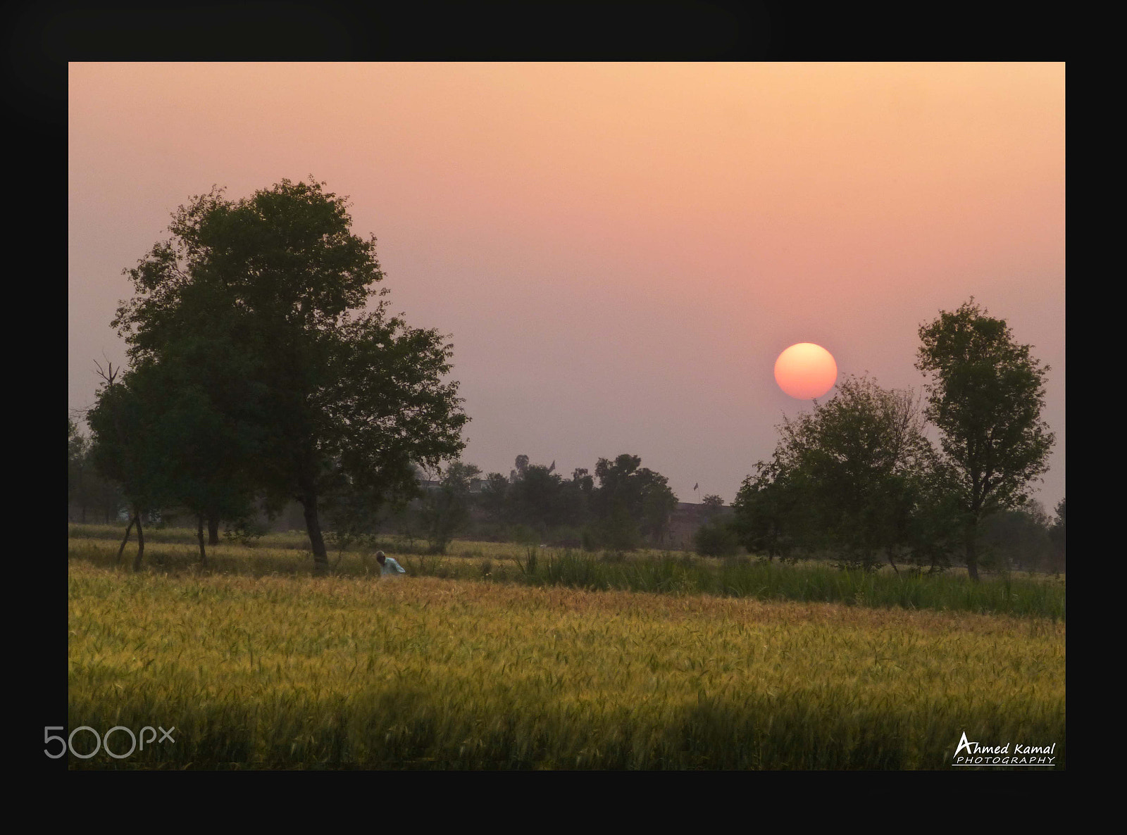 Panasonic Lumix DMC-ZS20 (Lumix DMC-TZ30) sample photo. Wheat crop photography