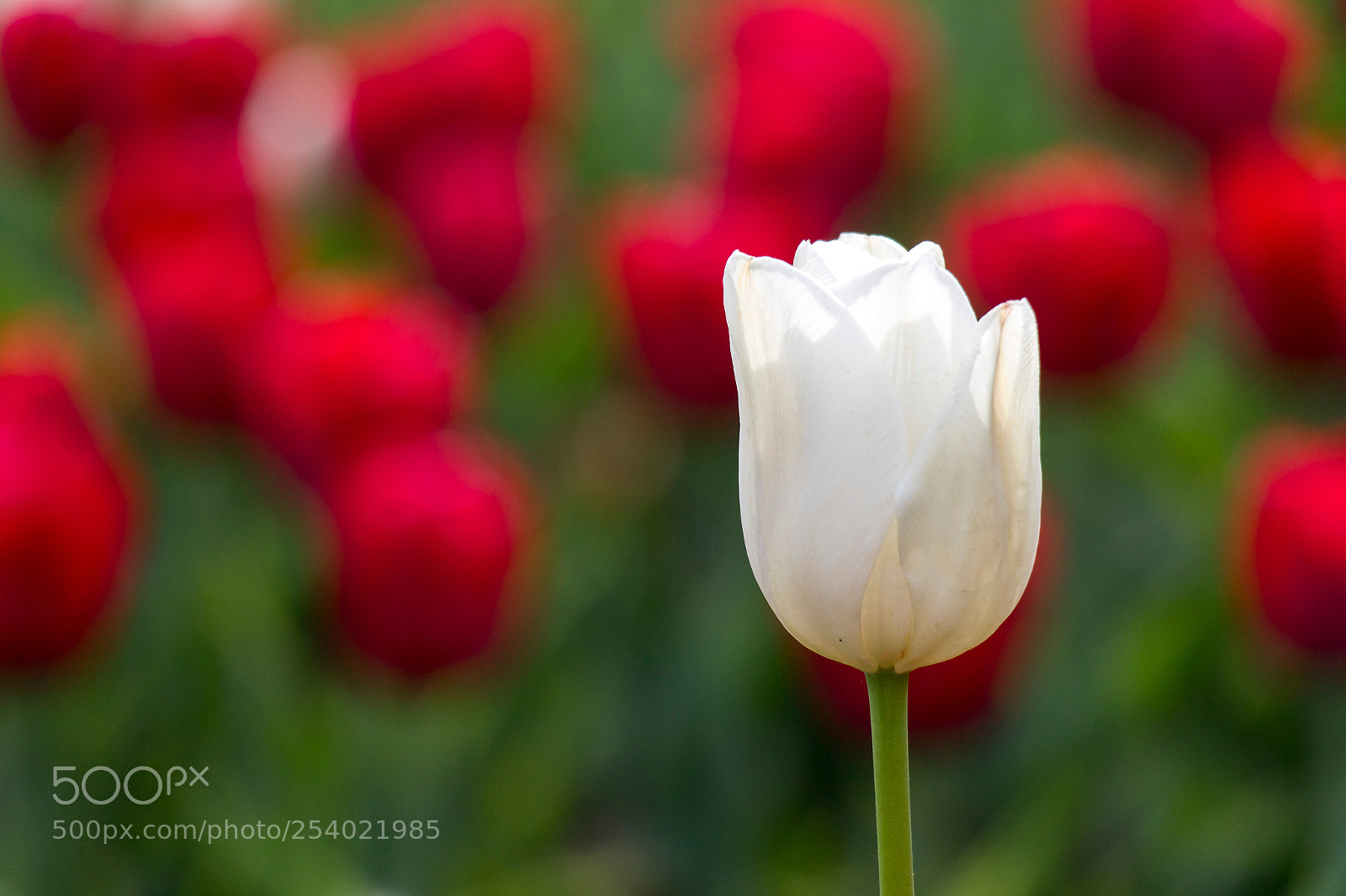 Canon EOS 7D Mark II sample photo. Tulips photography