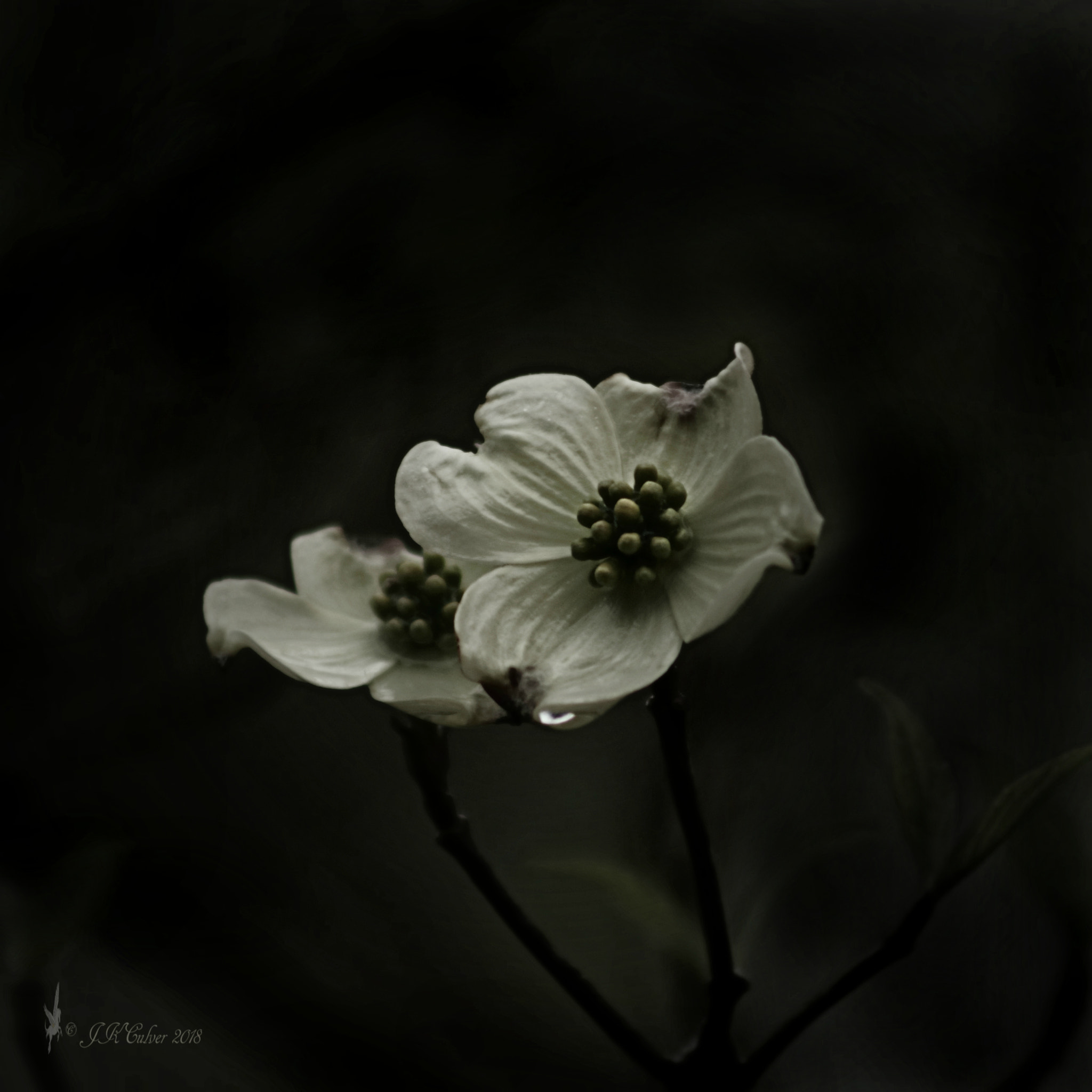 Canon EF 75-300mm f/4-5.6 sample photo. Dogwood photography