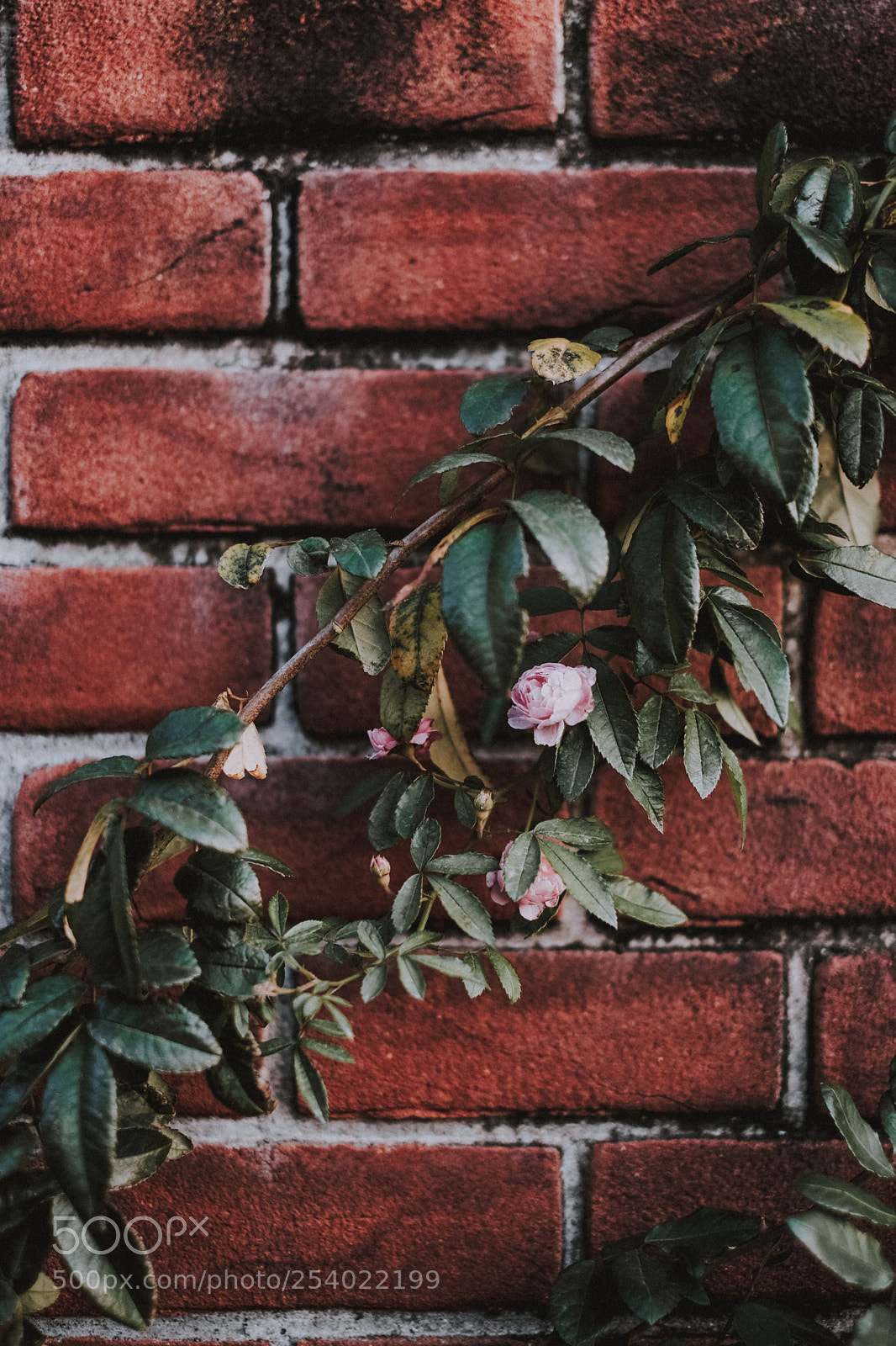 Fujifilm X-T2 sample photo. Untitled photography