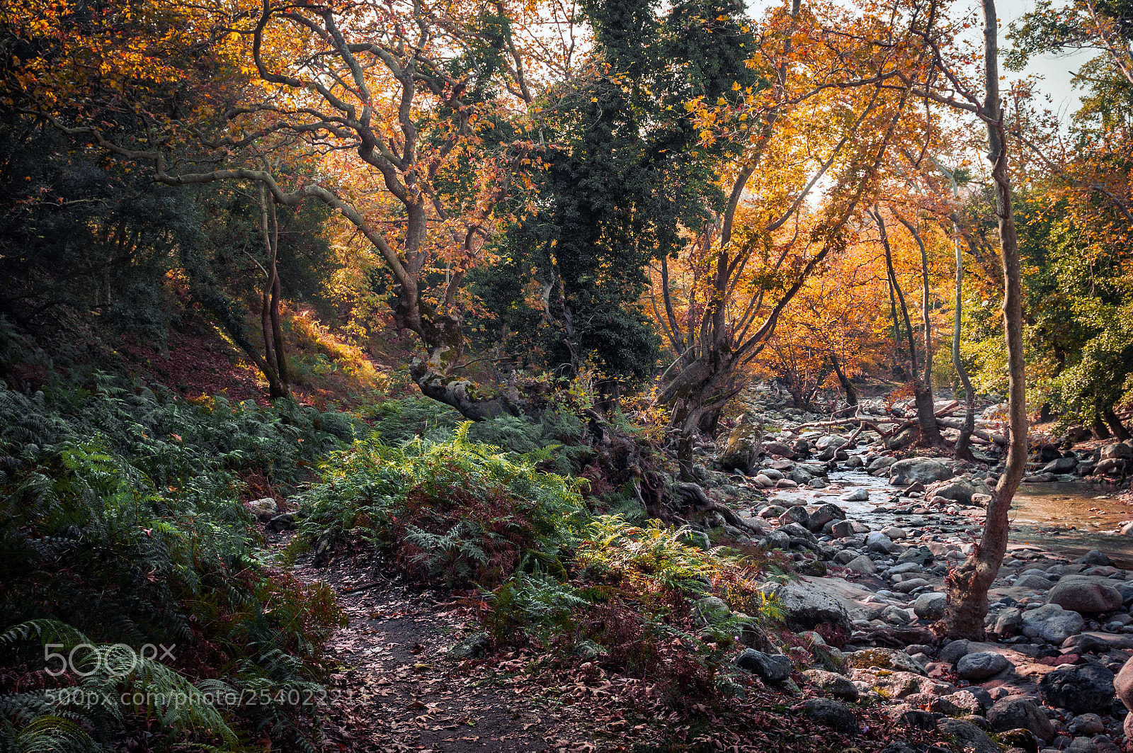 Nikon D300S sample photo. Late fallю. photography