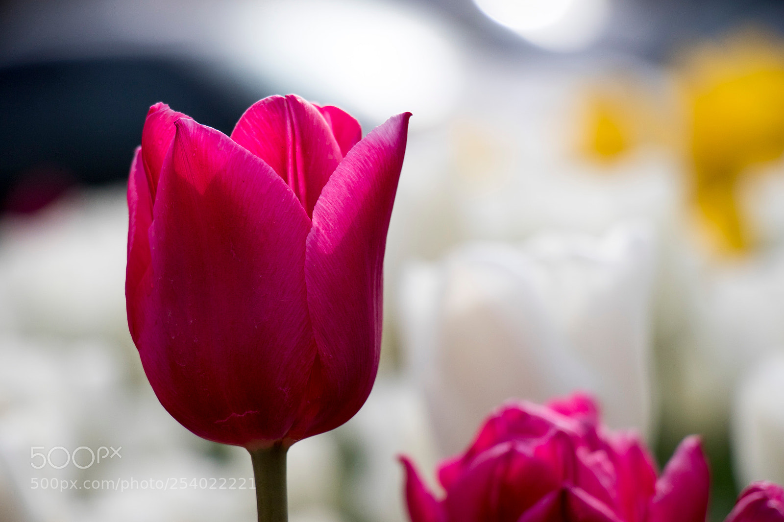 Canon EOS 7D Mark II sample photo. Tulips photography