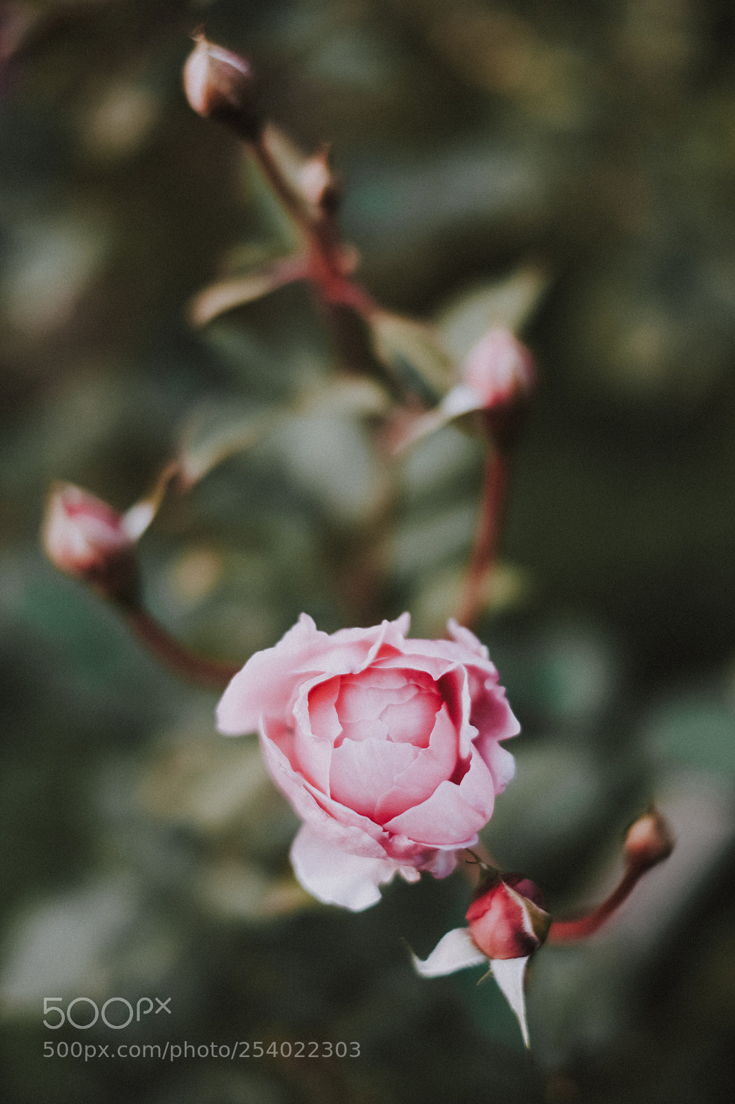 Fujifilm X-T2 sample photo. Untitled photography