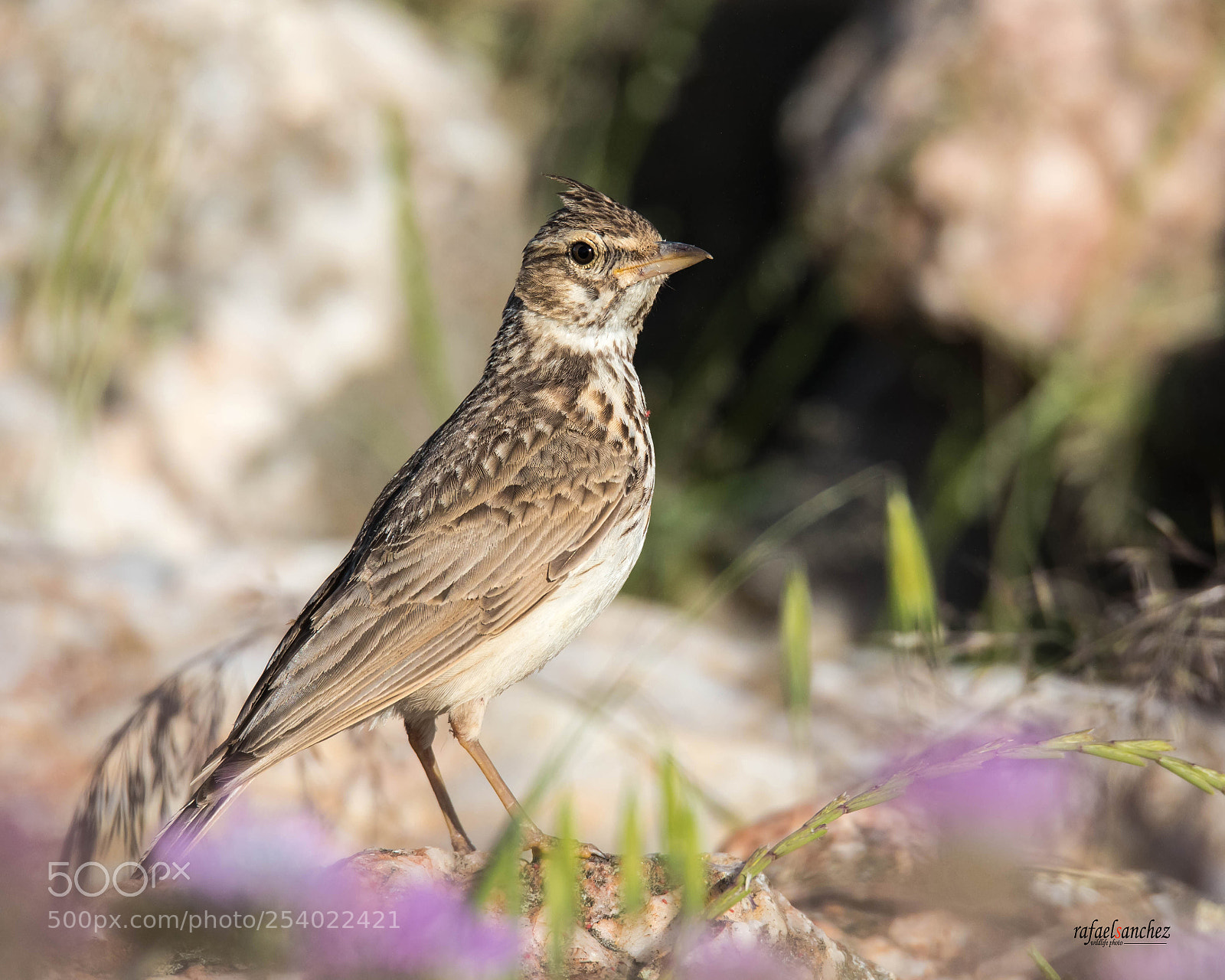 Canon EOS 5D Mark IV sample photo. Coguta - crested lark photography