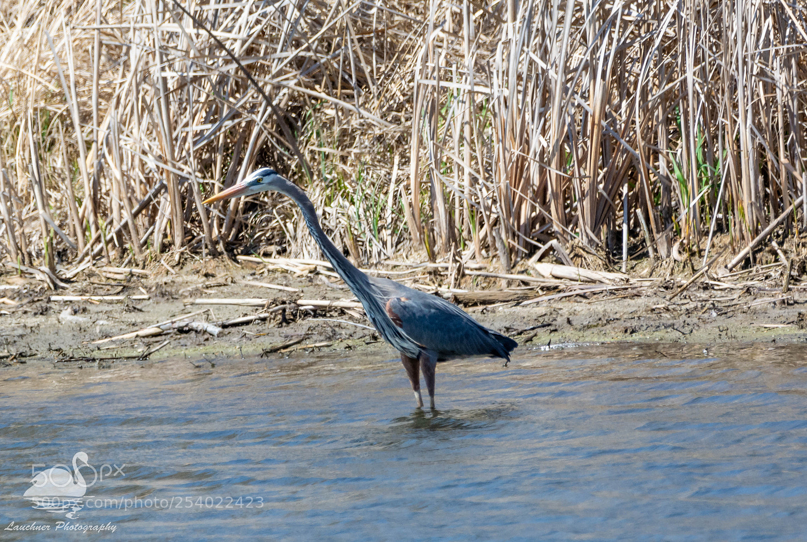 Nikon D5200 sample photo. Great blue heron photography