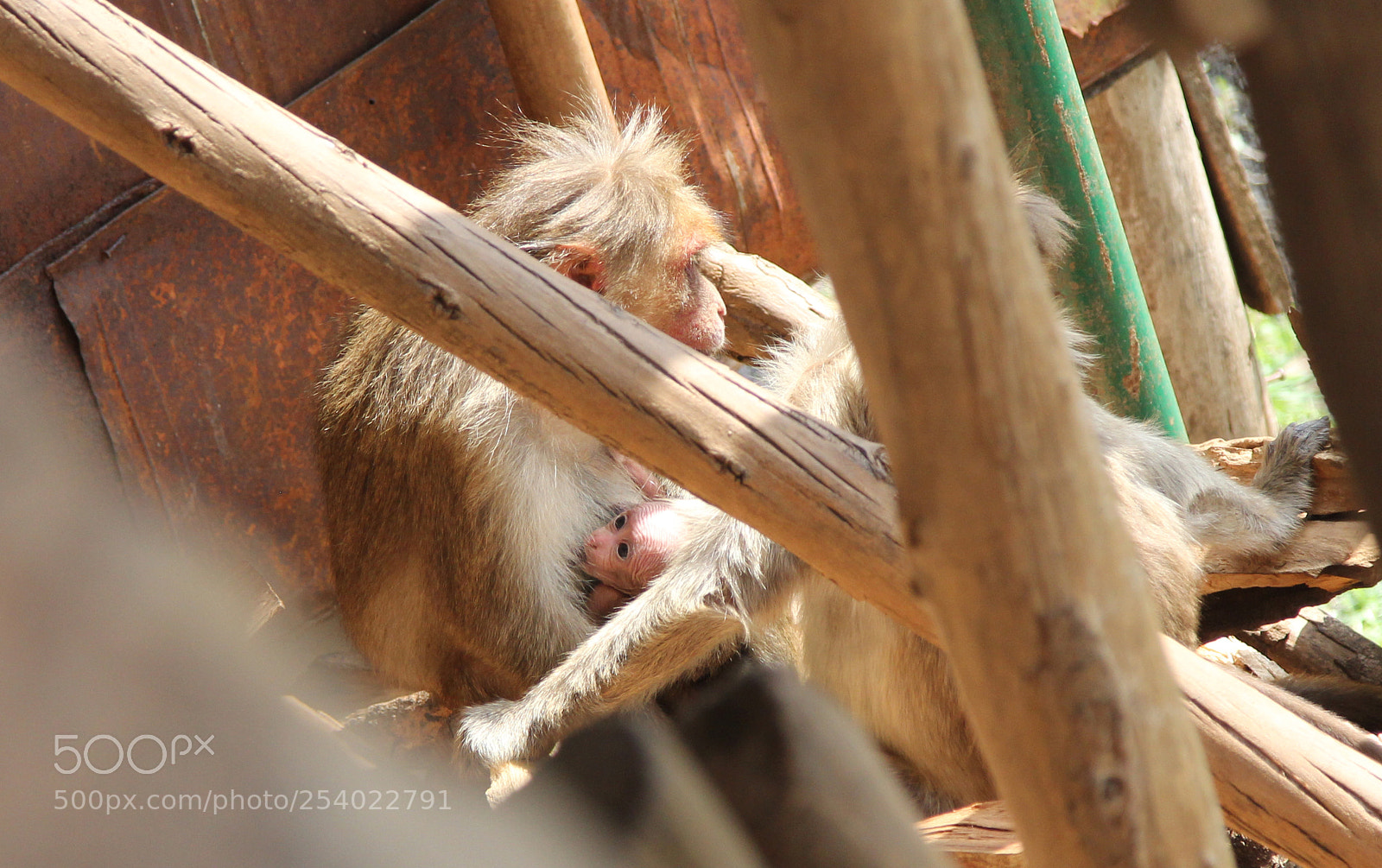 Canon EOS 60D sample photo. Motherhood photography