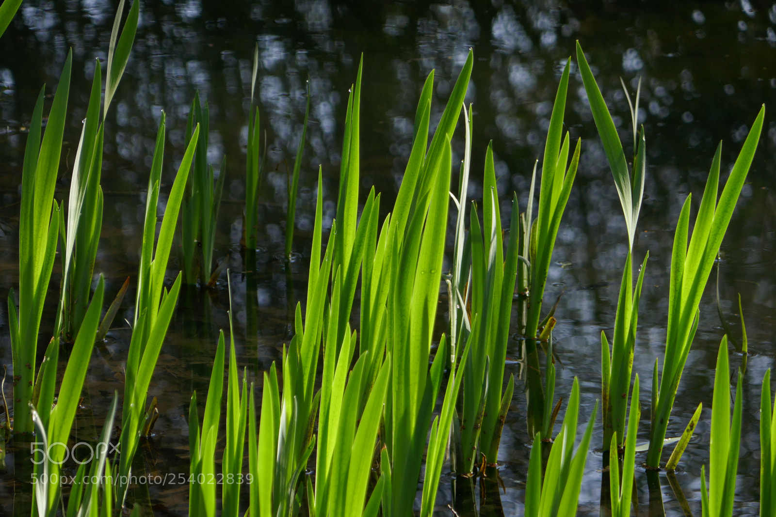 Panasonic Lumix DMC-ZS100 (Lumix DMC-TZ100) sample photo. Spring greens photography
