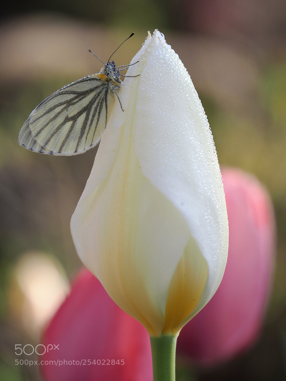 Olympus OM-D E-M1 Mark II sample photo. 共に春を歌おう | both spring sing photography