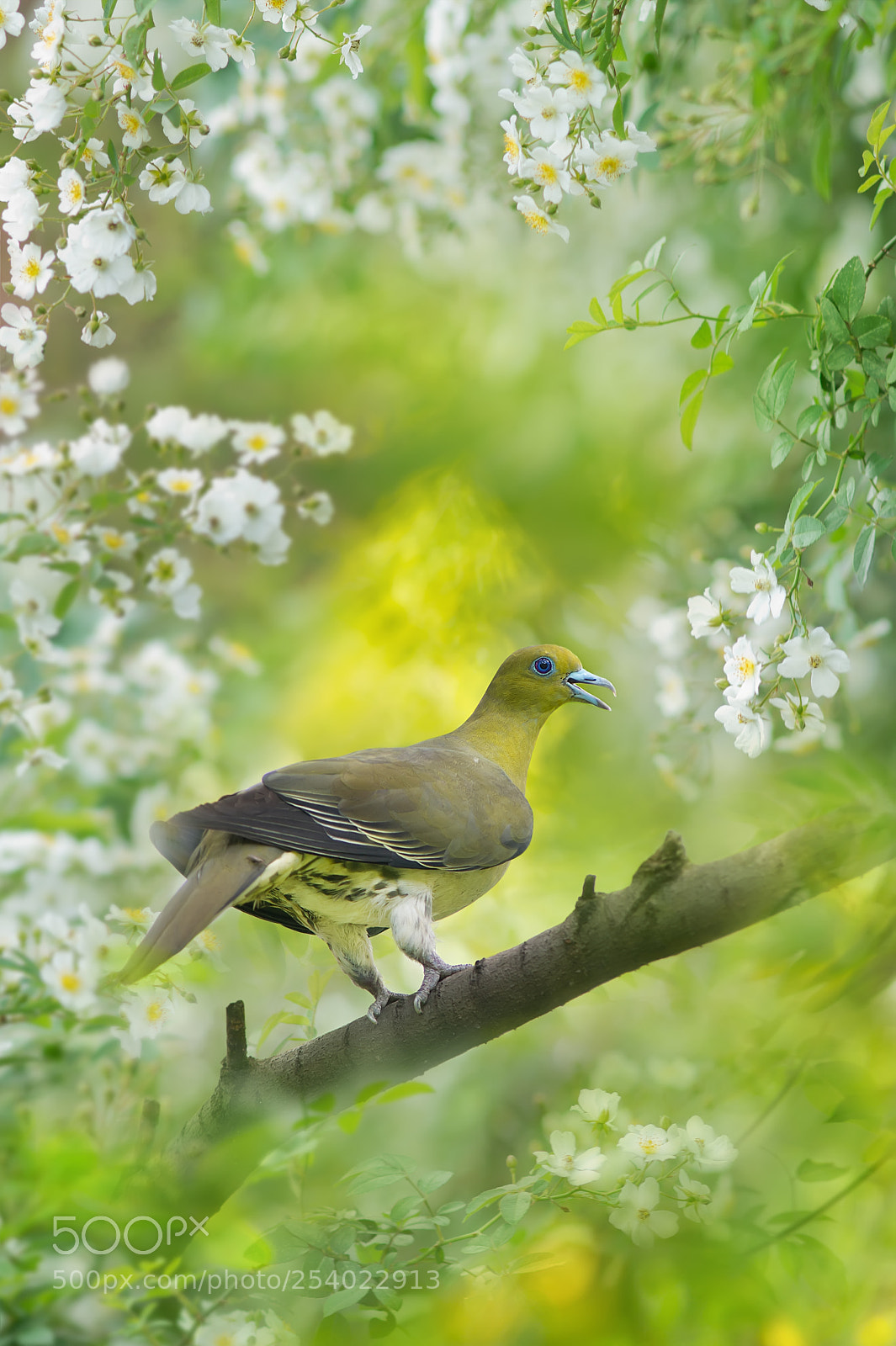 Sony SLT-A77 sample photo. Green pigeon between the photography