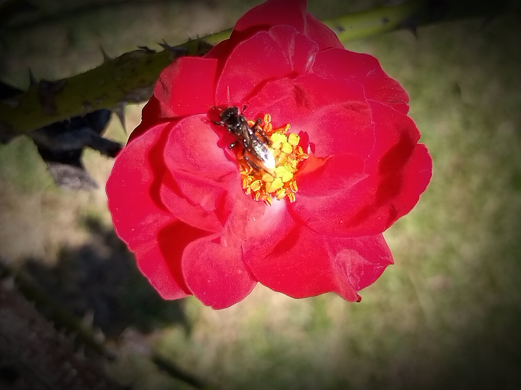Motorola Moto G (5S) sample photo. Arapuá photography