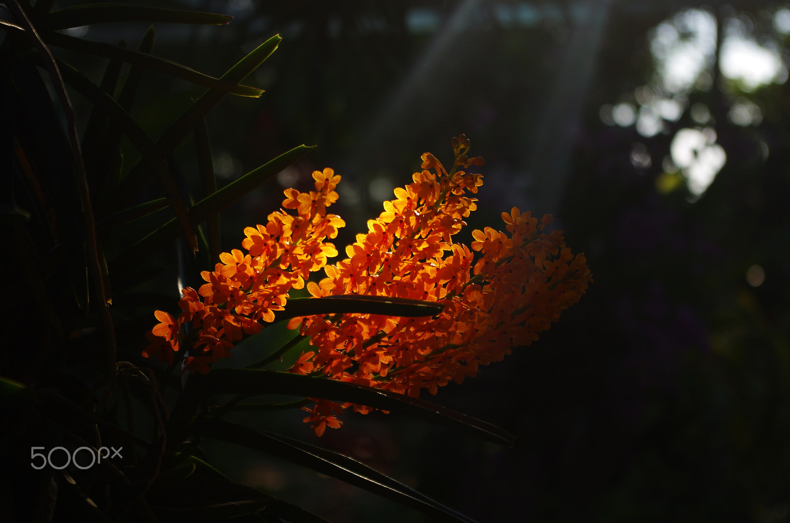 Pentax smc DA 18-55mm F3.5-5.6 AL WR sample photo. Under the sun photography