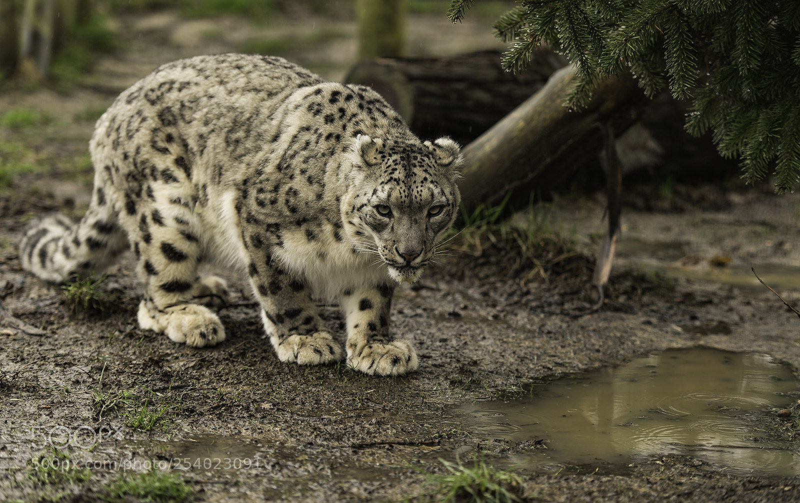 Nikon D5 sample photo. Snow leopard series photography