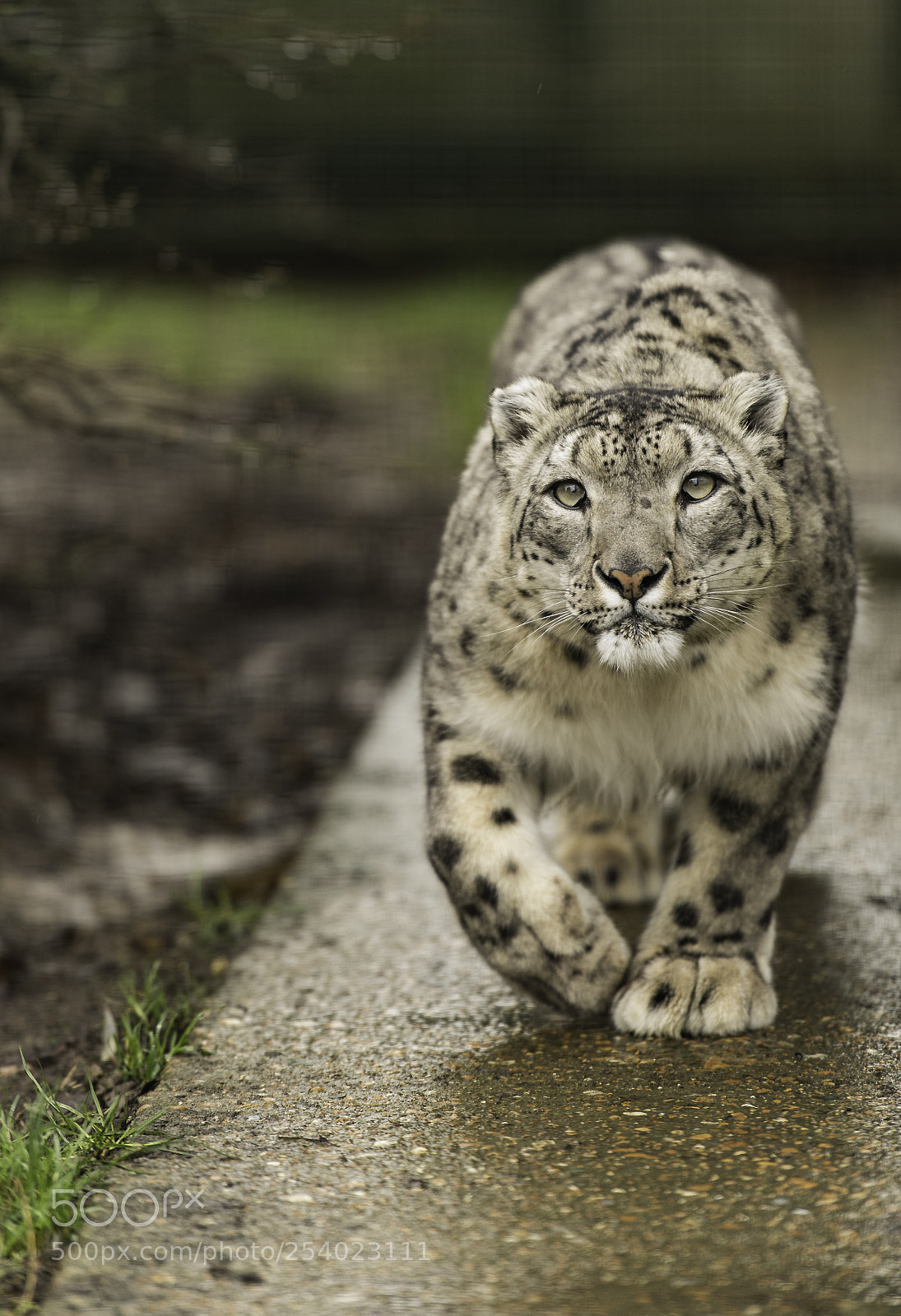 Nikon D5 sample photo. Snow leopard series photography