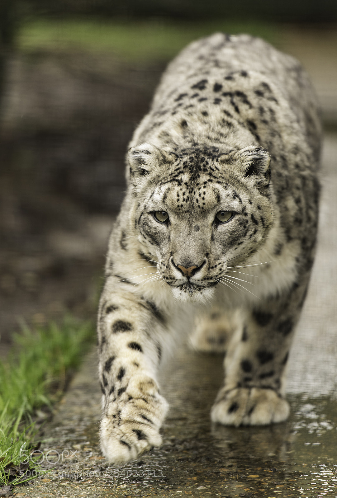 Nikon D5 sample photo. Snow leopard series photography