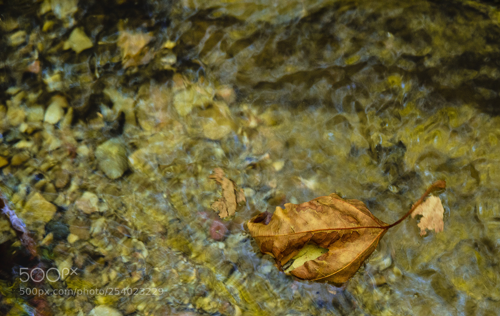 Nikon D800 sample photo. Magic colors of autumn photography