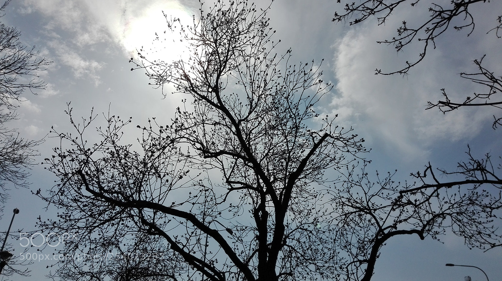 HUAWEI P8 Lite sample photo. Spring tree photography