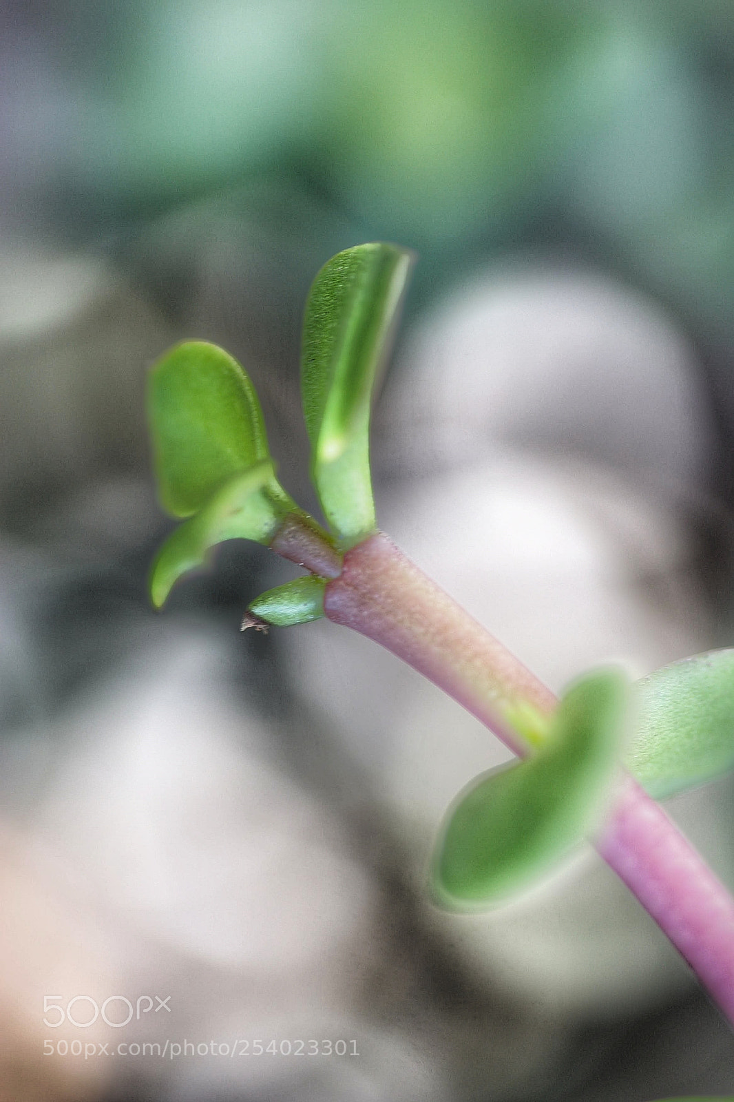 Canon EOS 20D sample photo. Untitled photography