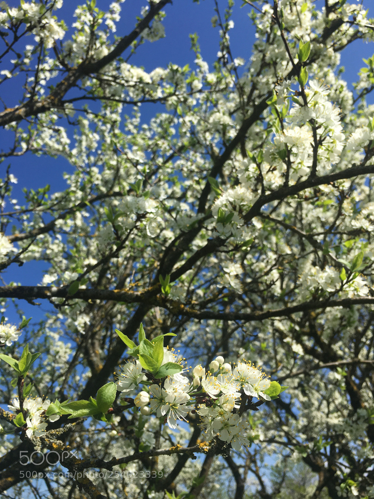 Apple iPhone 6s sample photo. Flower’s garden photography