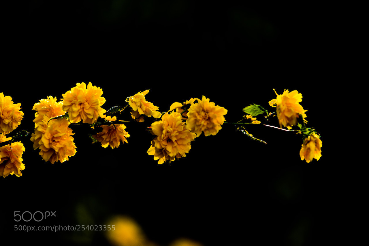 Nikon D810 sample photo. Spring bloom photography