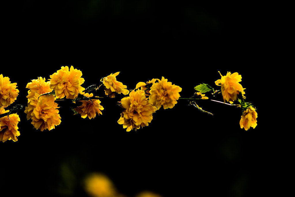 Spring bloom by Suhail Khan on 500px.com