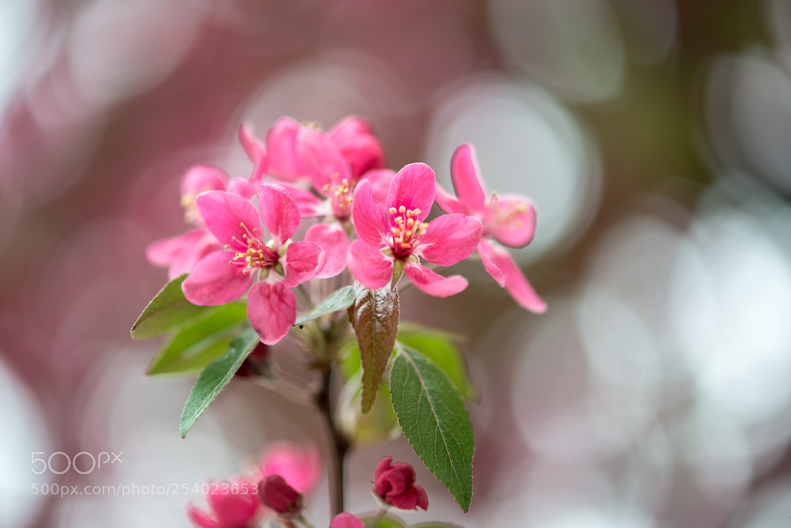 Nikon D800 sample photo. Blossom photography