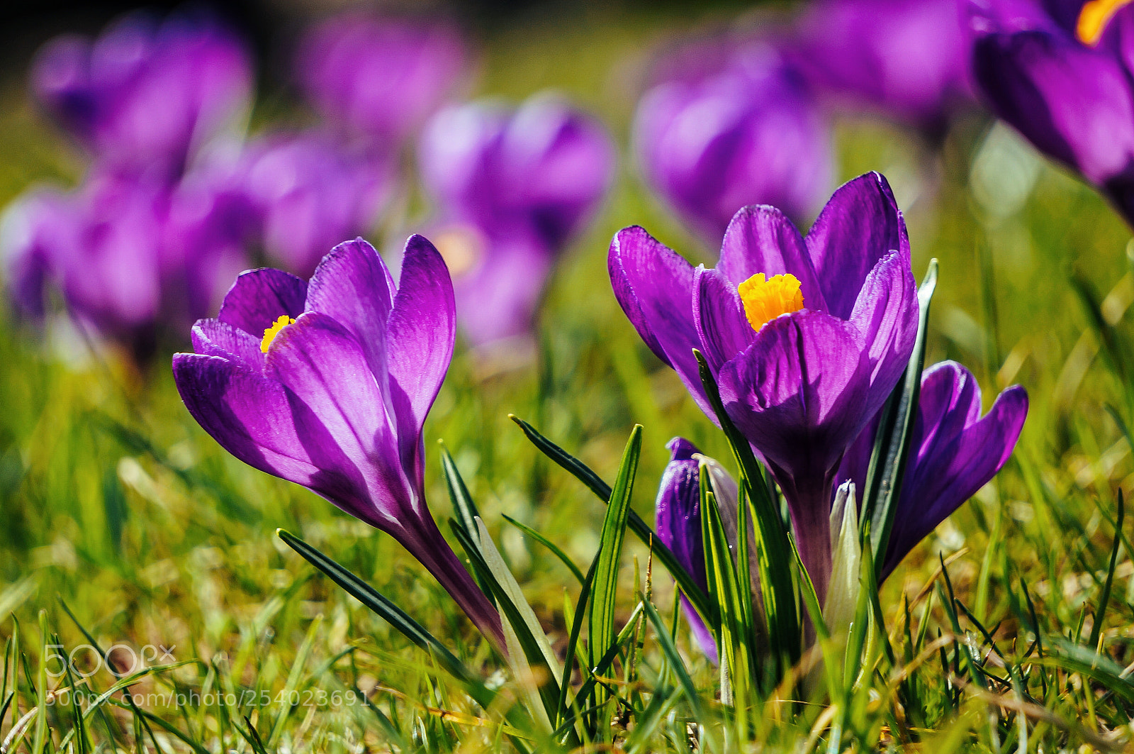 Sony Alpha NEX-6 sample photo. Crocus photography