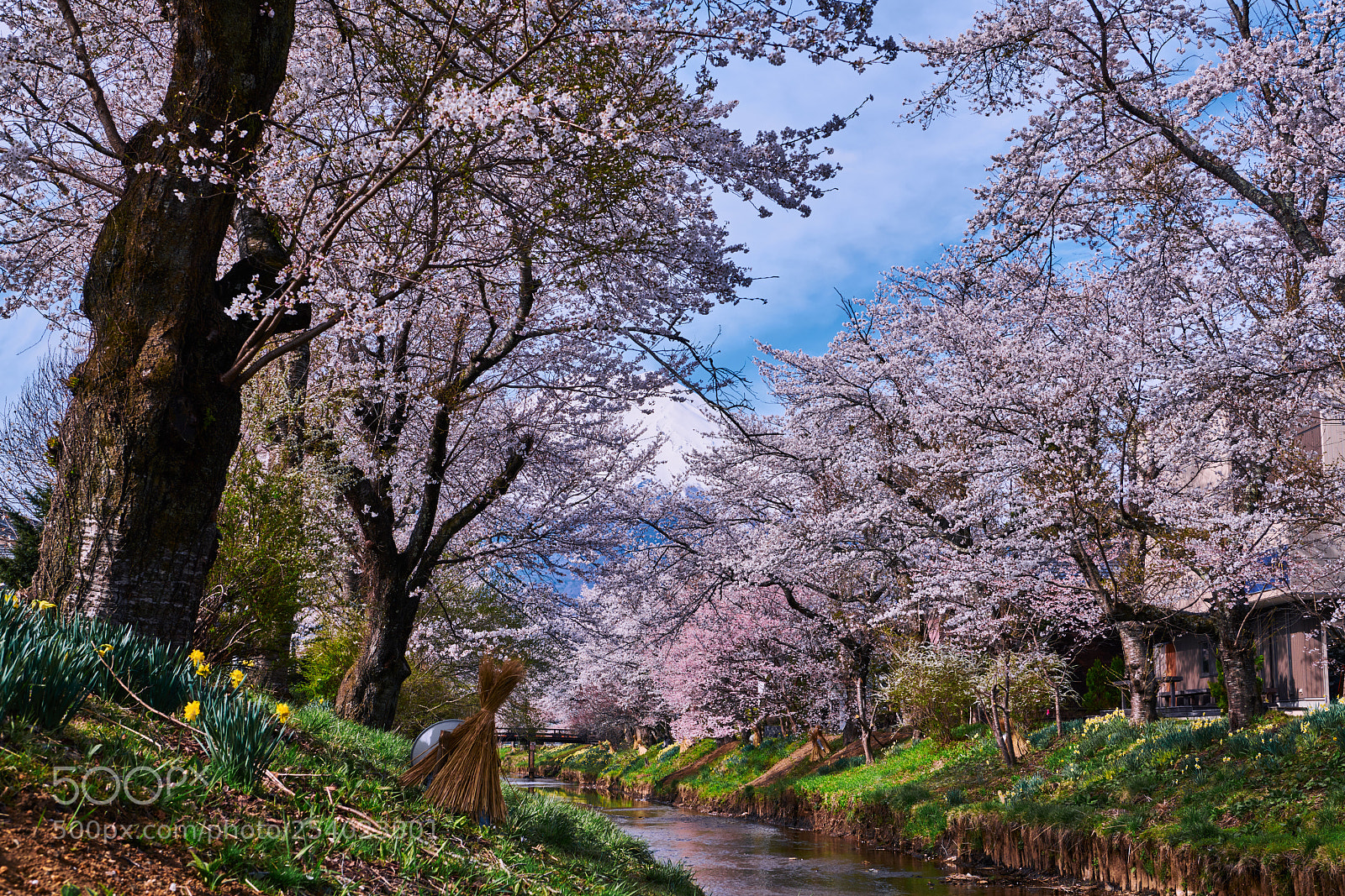 Nikon D850 sample photo. Sakura season photography