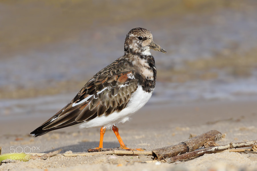Canon EOS 7D Mark II sample photo. Turnstone photography