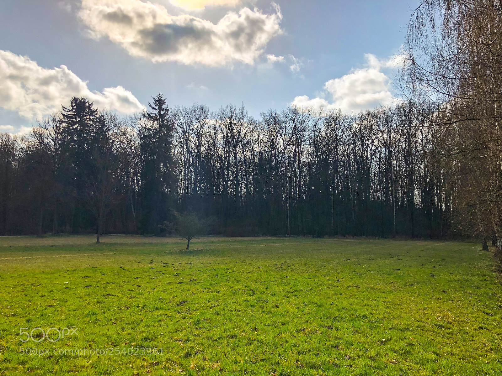 Apple iPhone X sample photo. Trees photography