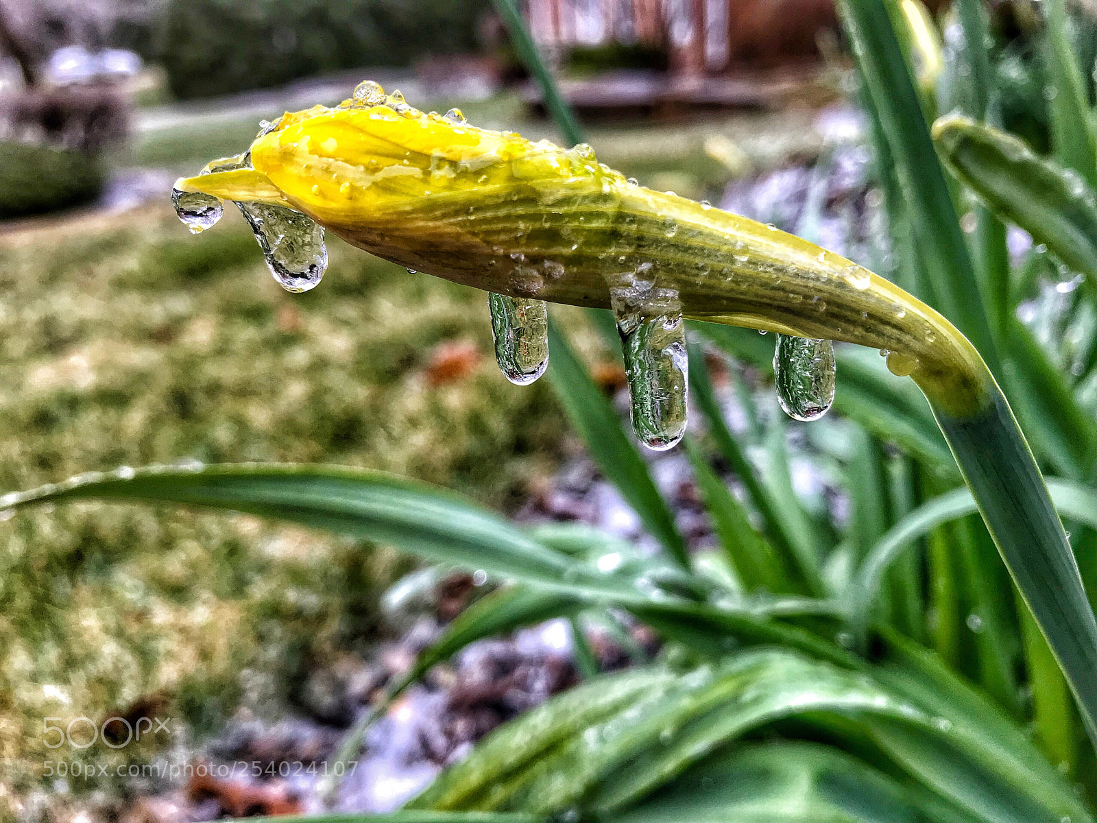 Apple iPhone 7 sample photo. Frozen flower photography