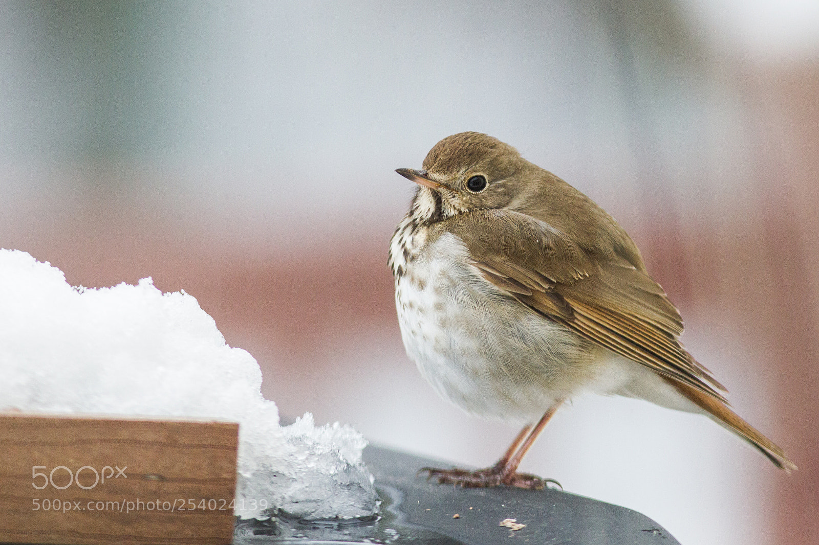 Canon EOS-1D Mark IV sample photo. Hermit thrush photography