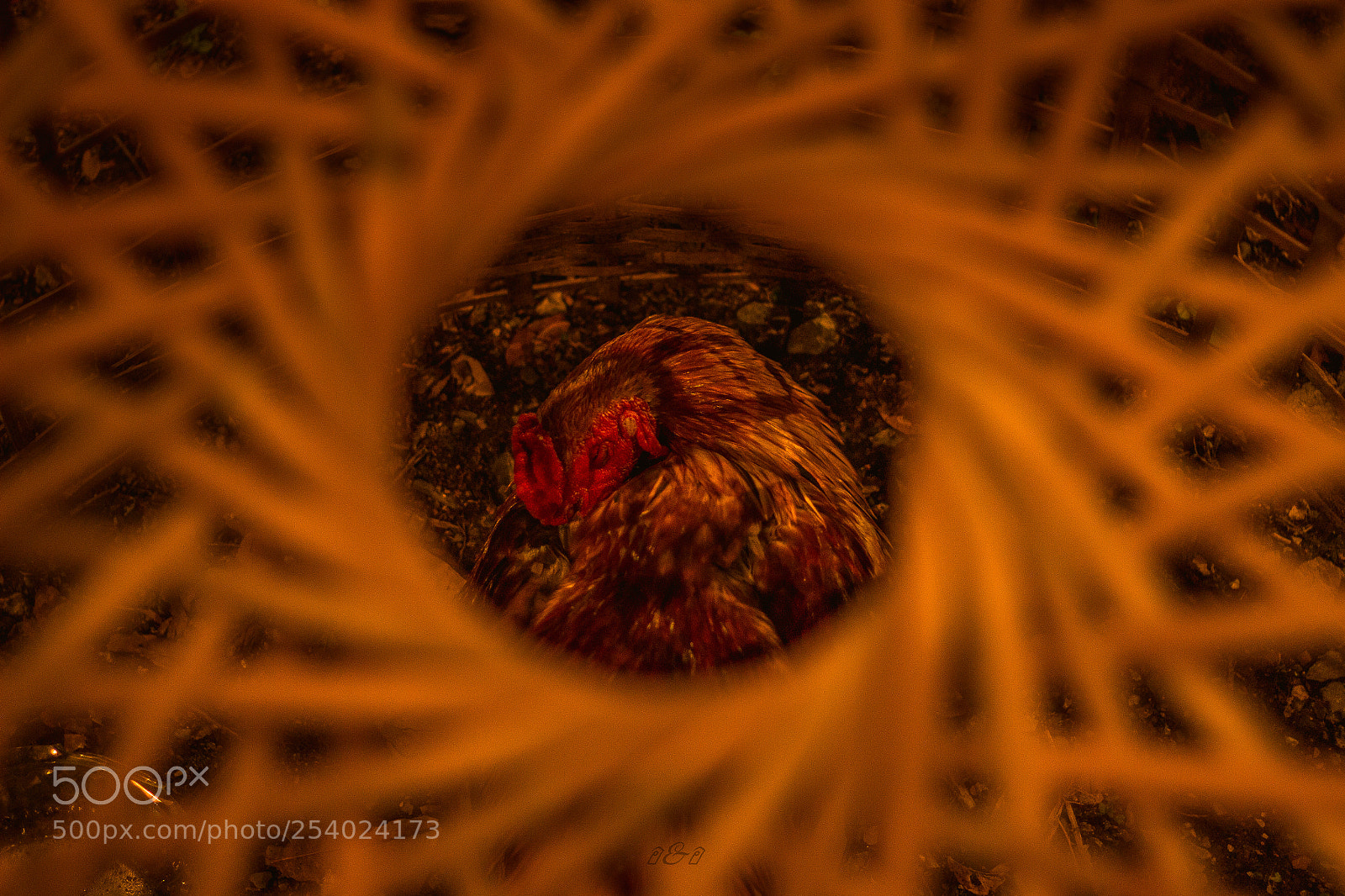 Canon EOS 600D (Rebel EOS T3i / EOS Kiss X5) sample photo. Rooster sleeping in a photography