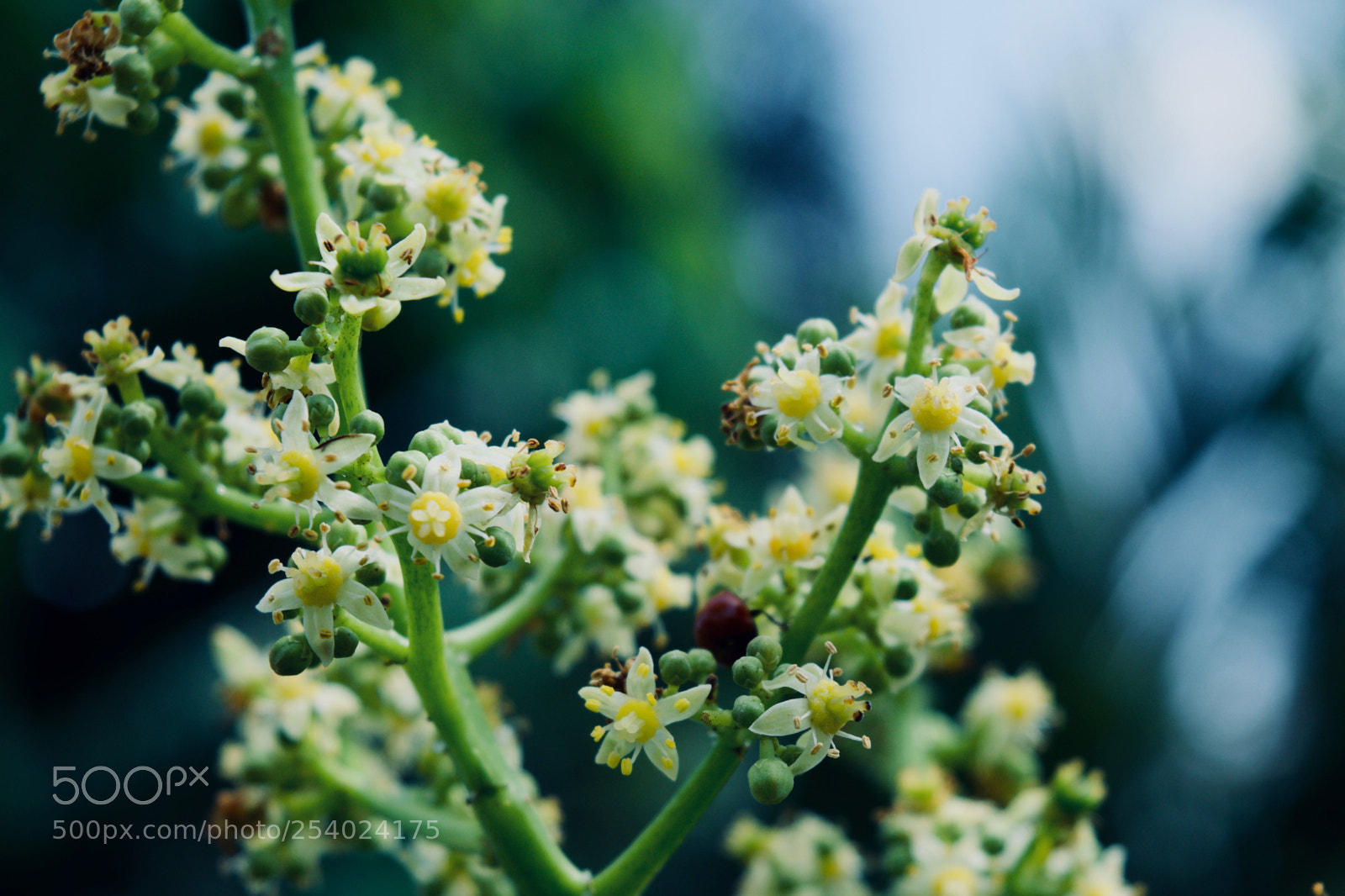 Nikon D5300 sample photo. Spondias dulcis photography